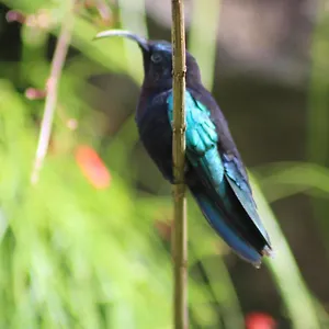  Hébergement de vacances Gites Couleurs Créoles